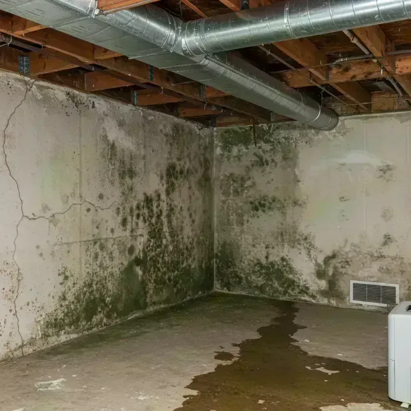 Professional Mold Removal in Castle Rock, CO